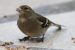 Pinson des arbres | Fringilla coelebs | Common Chaffinch