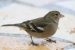 Pinson des arbres | Fringilla coelebs | Common Chaffinch
