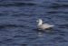 Goéland à ailes blanches | Larus glaucoides | Iceland Gull