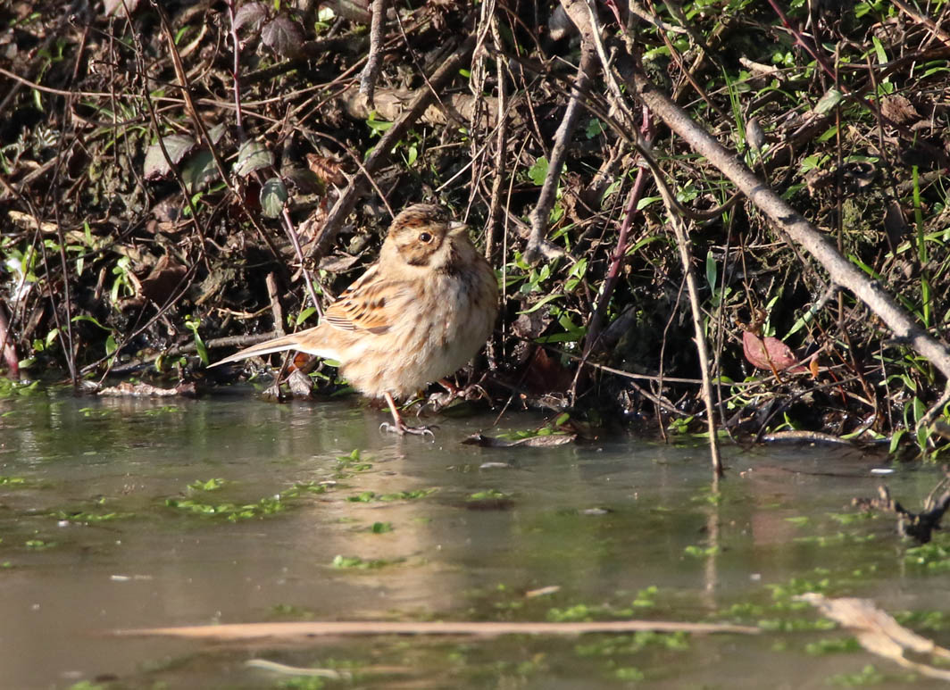 Bruant des roseaux sur la glace