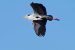 Héron cendré | Ardea cinerea | Grey Heron