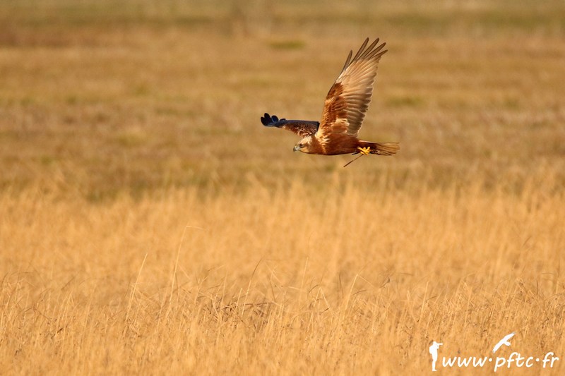 Buse des roseaux femelle econstruisant son nid
