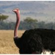 Autruche d&rsquo;Afrique