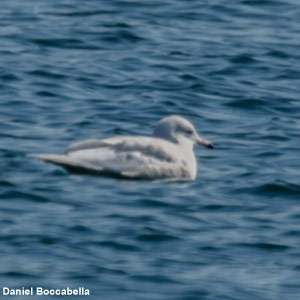 Première observation d’un Goéland à ailes blanches sur le littoral méditerranéen français
