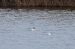 Mouette rieuse | Chroicocephalus ridibundus | Black-headed Gull