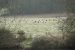 Cigogne blanche | Ciconia ciconia | White Stork