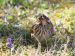 Bruant nain | Emberiza pusilla | Little Bunting