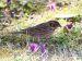 Bruant nain | Emberiza pusilla | Little Bunting