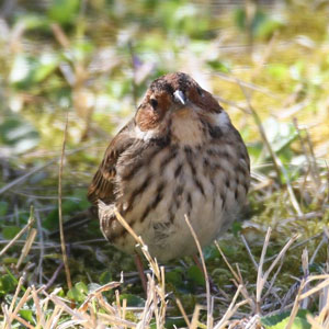 Les mangeoires peuvent attirer des oiseaux (très) rares