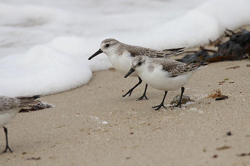 Bécasseau sanderling