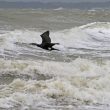 Grand Cormoran dans la tempête