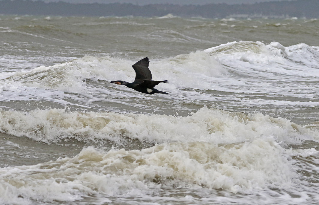 Grand Cormoran dans la tempête