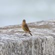 Pipit maritime
