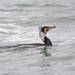 Grand Cormoran