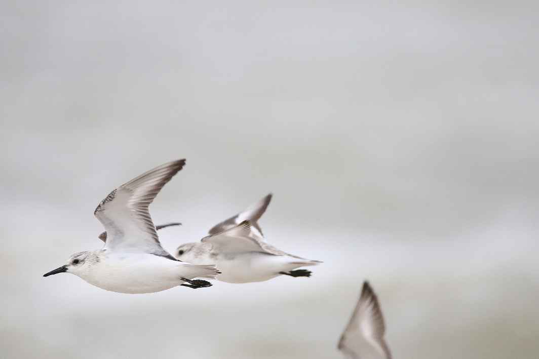 Bécasseaux sanderlings en vol