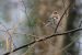 Pinson des arbres | Fringilla coelebs | Common Chaffinch