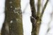 Grimpereau des bois | Certhia familiaris | Eurasian Treecreeper