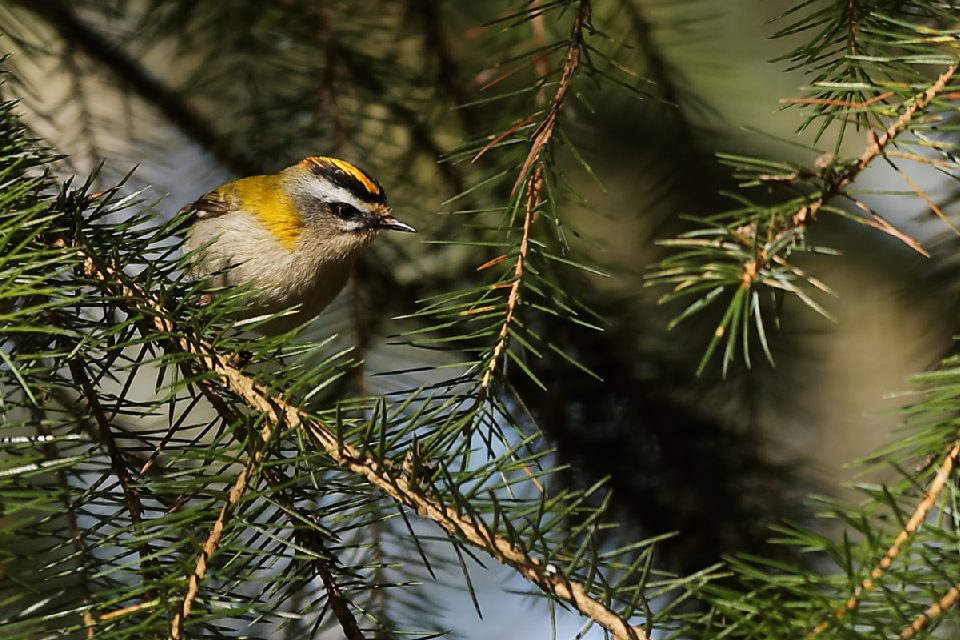 Roitelet triple-bandeau se nourissant dans un conifère