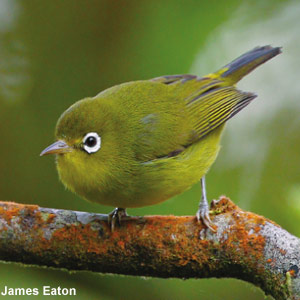 Découverte à Bornéo de deux espèces d’oiseaux encore inconnues