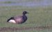 Bernache cravant | Branta bernicla | Brant Goose