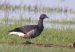 Bernache cravant | Branta bernicla | Brant Goose