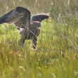 Aigle criard sur un cadavre de chevreuil
