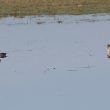Couple de Canards pilets
