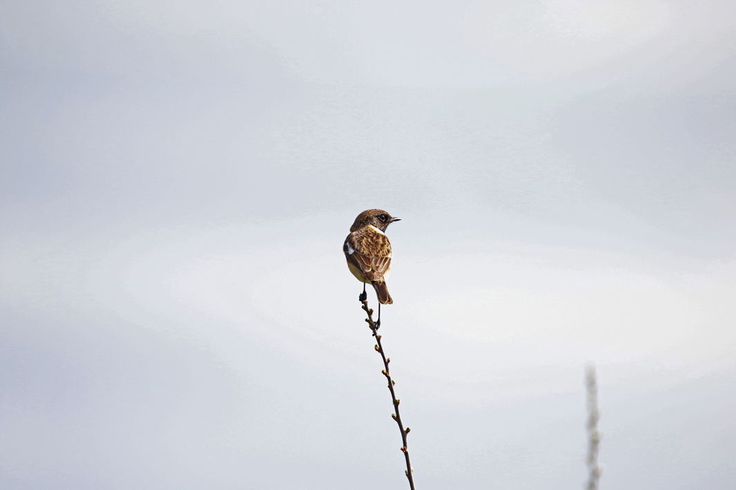 Tarier pâtre femelle