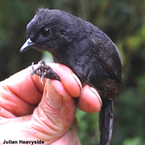 Description d’une nouvelle espèce d’oiseau en Colombie, le Mérulaxe de Tatamá