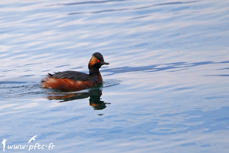 T&rsquo;as d&rsquo;beaux yeux rouges !