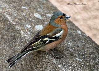 Pinson des arbres groggy après un choc