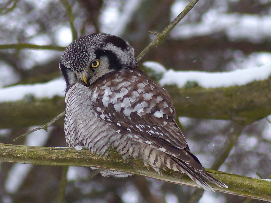 Chouette épervière en Finlande