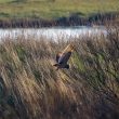 Hibou des marais en vol