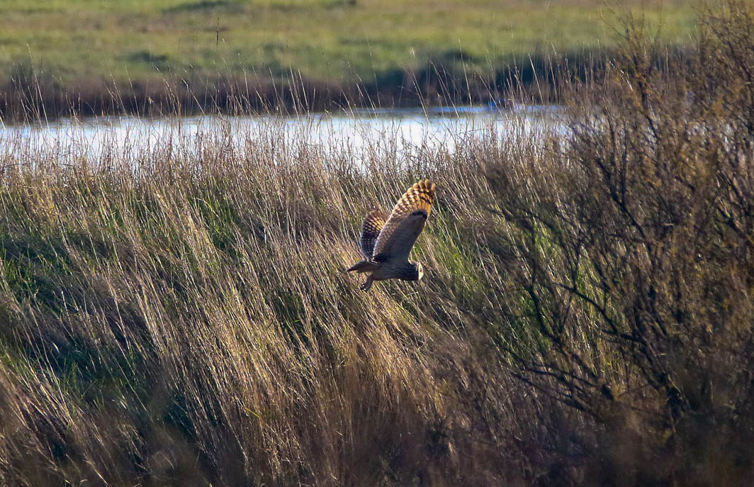 Hibou des marais en vol