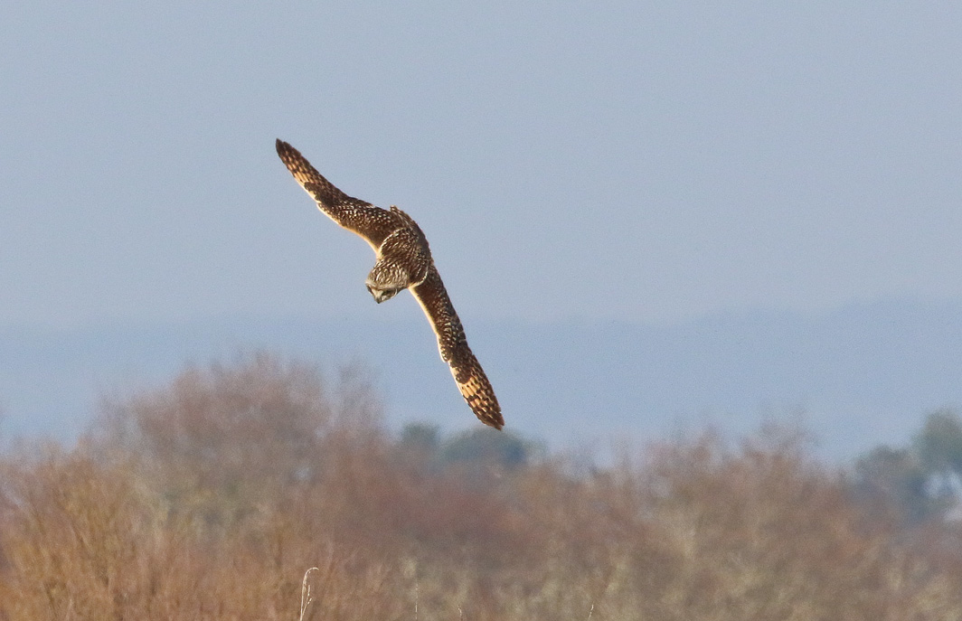 Hibou des marais en vol