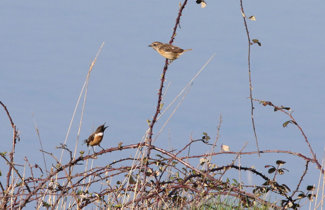 Couple de Tariers pâtres