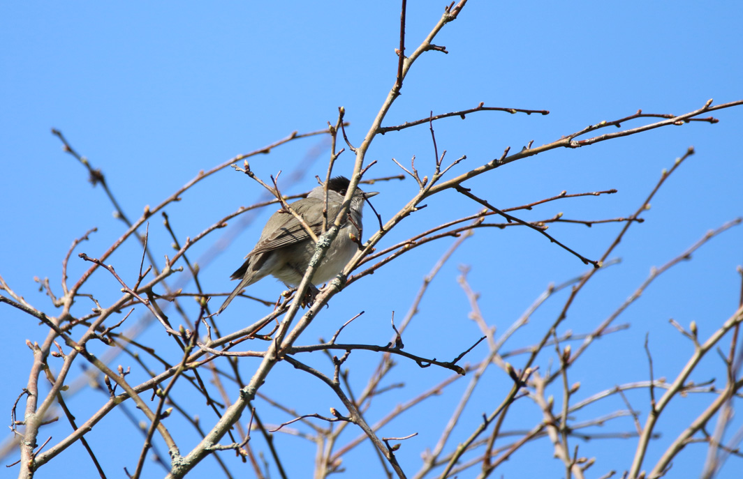 Fauvette à tête noire