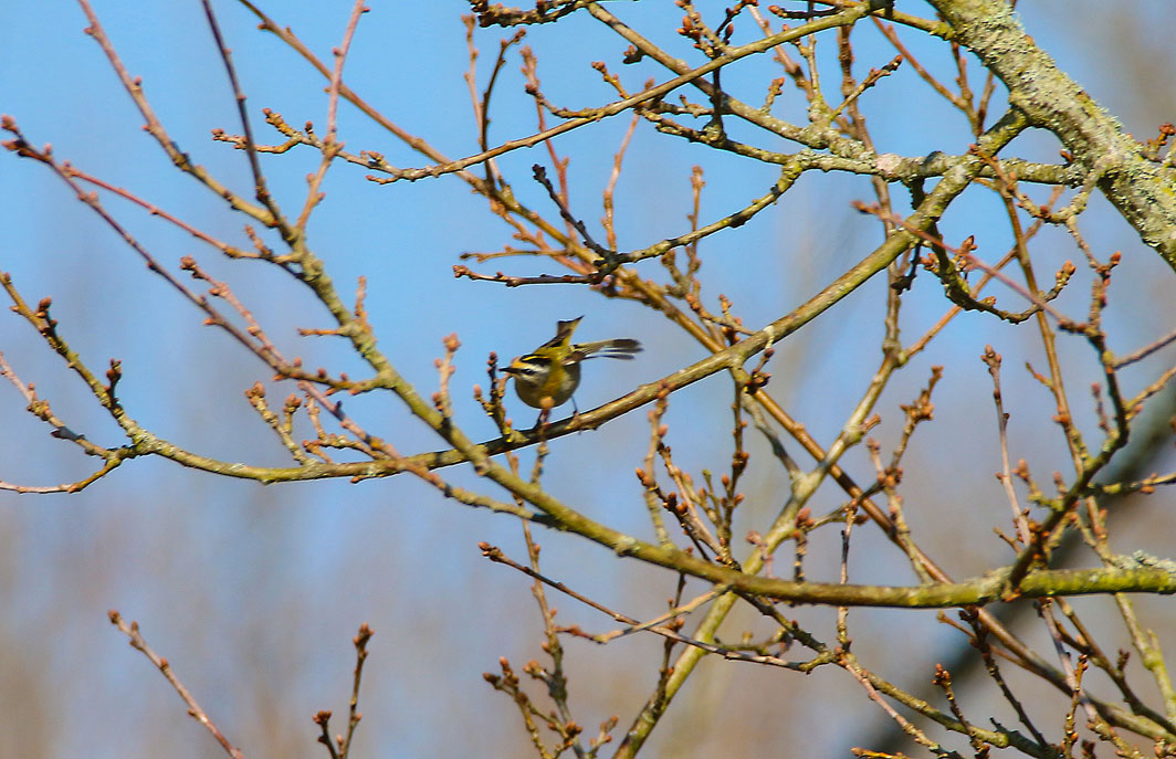 Roitelet triple-bandeau