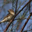 Pouillot véloce dans un tamaris en Camargue