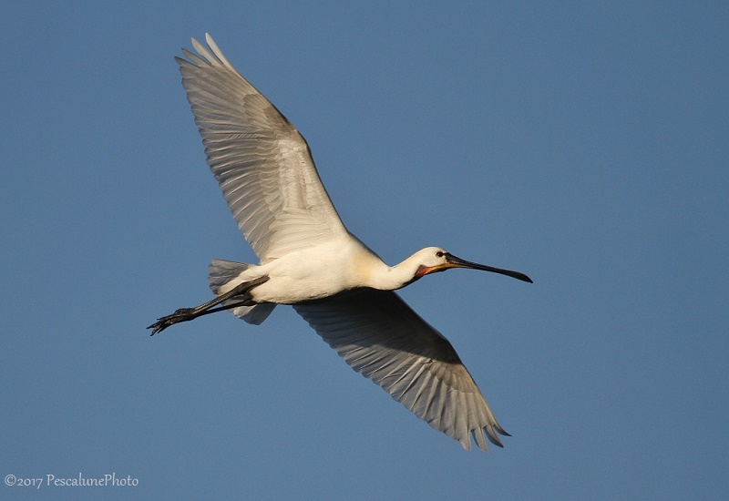 Survol de Spatule blanche
