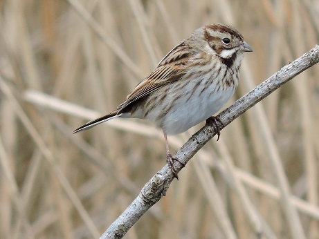 Bruant des roseaux femelle