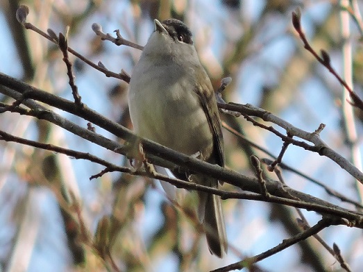 Fauvette à tête noire