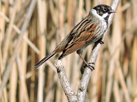 Bruant des roseaux mâle