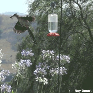 Un Grand Géocoucou réussit à capturer un colibri visitant un distributeur d’eau sucrée