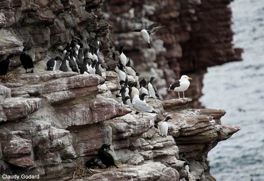Ambiance au cap Fréhel