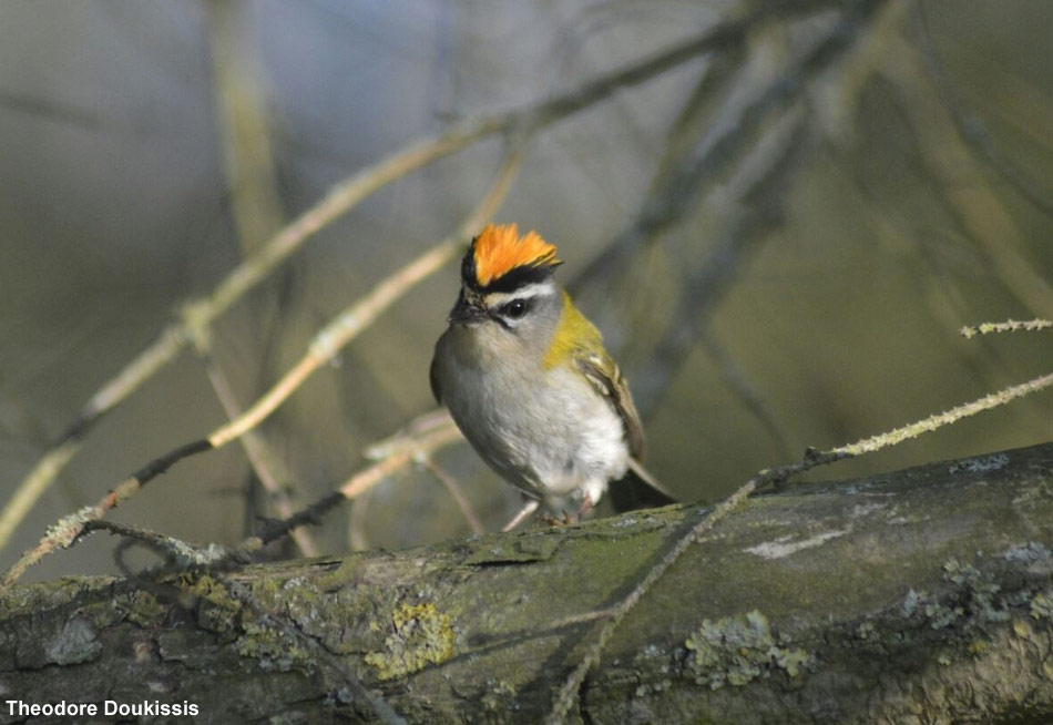 Roitelet triple-bandeau