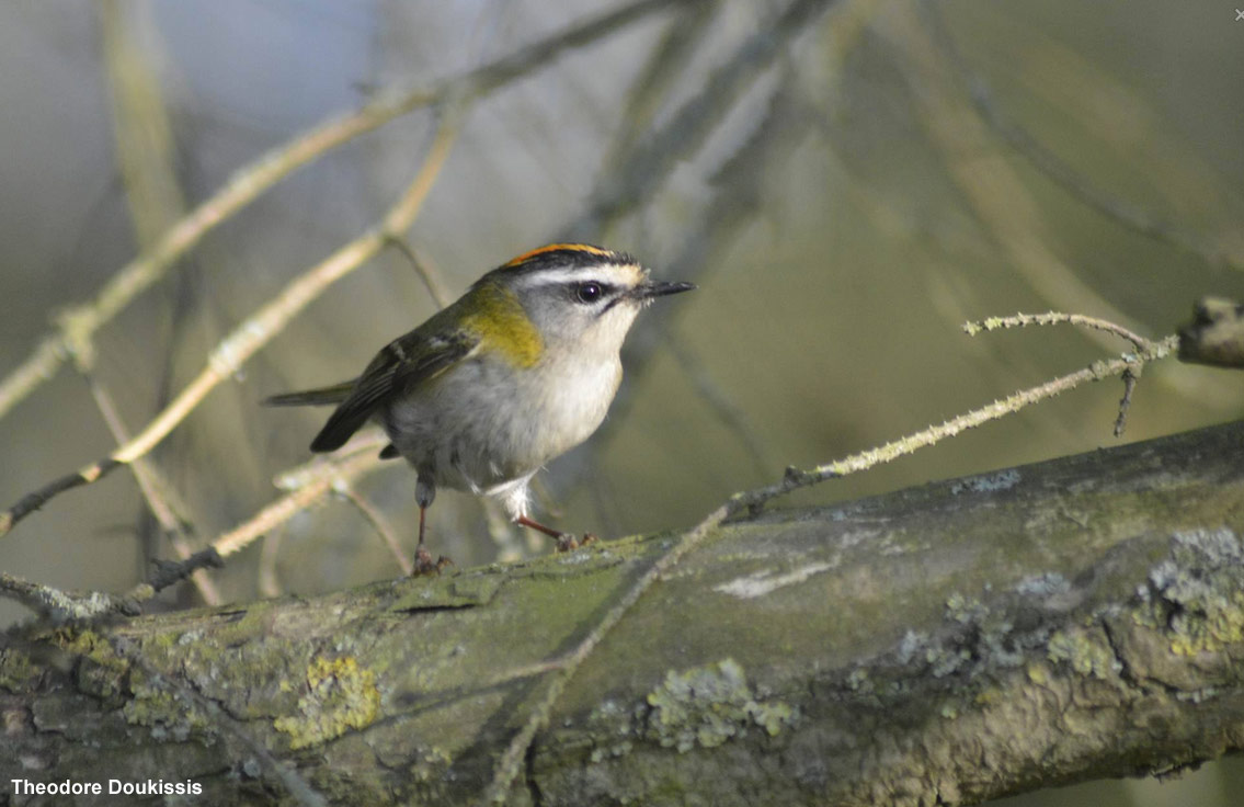 Roitelet triple-bandeau