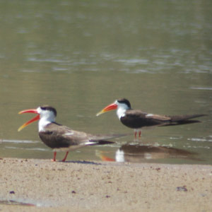Oiseaux et gavials près de Dholpur (Inde)