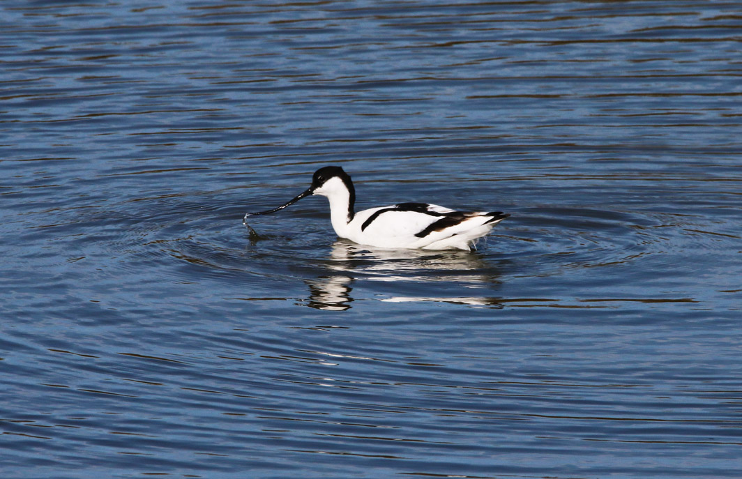 Avocette élégante