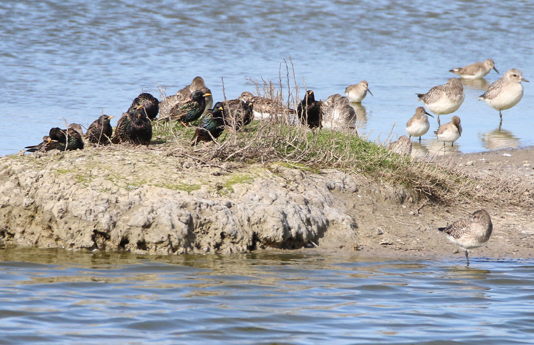 Etourneaux sansonnets, Pluviers argentés et Bécasseaux variables